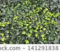 Beautifully colored green leaves, adorned with raindrops. 141291838