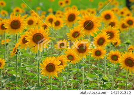 Sunflower field in full bloom Sunflower field in full bloom 141291850