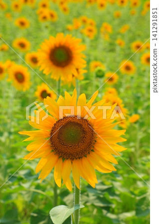 Sunflower field in full bloom Sunflower field in full bloom 141291851