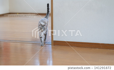 cat walking indoors cat walking indoors 141291872