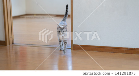 貓在室內行走 貓在室內行走 141291873