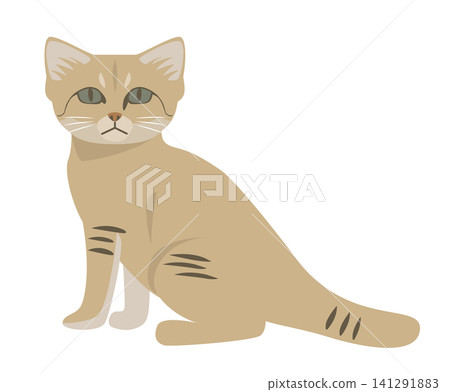 Animal: Sand cat 141291883