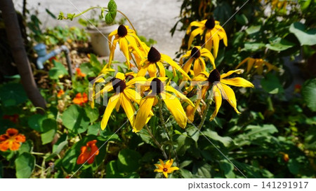 Close-up of vibrant yellow black-eyed susan flowers against a blurred garden background, bloom concept. Close-up of vibrant yellow black-eyed susan flowers against a blurred garden background, bloom concept. 141291917