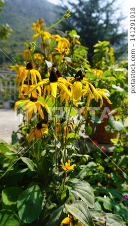 Close-up of bright yellow black-eyed susan flowers on tall green stems in a natural setting, garden concept. Close-up of bright yellow black-eyed susan flowers on tall green stems in a natural setting, garden concept. 141291918