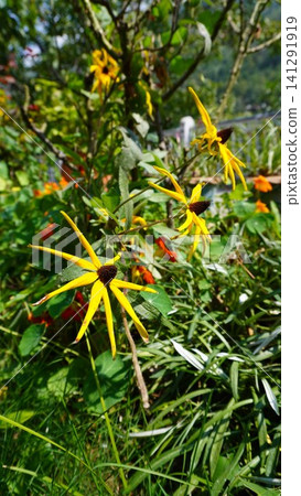 Close-up of yellow black-eyed susan flowers with dark brown centers among green foliage, summer concept. Close-up of yellow black-eyed susan flowers with dark brown centers among green foliage, summer concept. 141291919