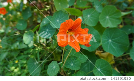 Close-up of a vibrant orange nasturtium flower against dark green leaves, vivid concept. Close-up of a vibrant orange nasturtium flower against dark green leaves, vivid concept. 141291920