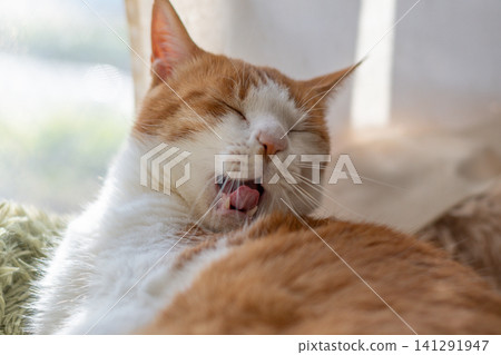 Grooming cat Brown tiger white 141291947