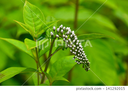 Lysimachia japonica Lysimachia japonica 141292015