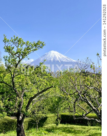 富士山:綠意盎然的岩本山公園 富士山:綠意盎然的岩本山公園 141292028