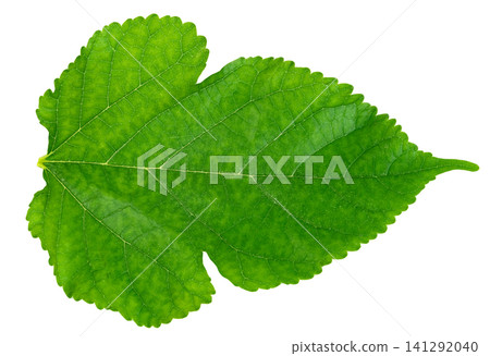 Single green mulberry leaf with visible veins and serrated edges isolated. High resolution macro shot showing natural texture and detailed plant anatomy for botanical design. Single green mulberry leaf with visible veins and serrated edges isolated. High resolution macro shot showing natural texture and detailed plant anatomy for botanical design. 141292040