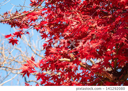japan beautiful maple leaf travel background maple maple leaf japan beautiful maple leaf travel background maple maple leaf 141292080