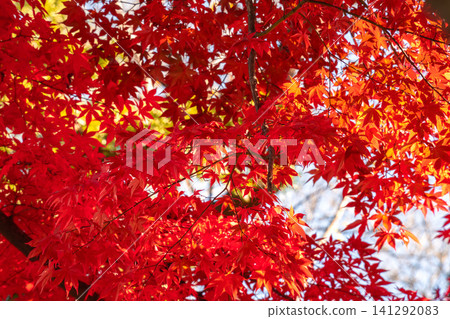 japan beautiful maple leaf travel background maple maple leaf japan beautiful maple leaf travel background maple maple leaf 141292083