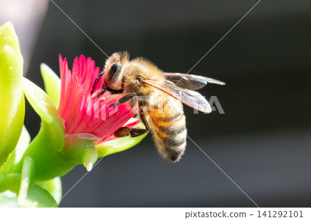 Flowering vines and European honeybees stand out against a black background. 141292101