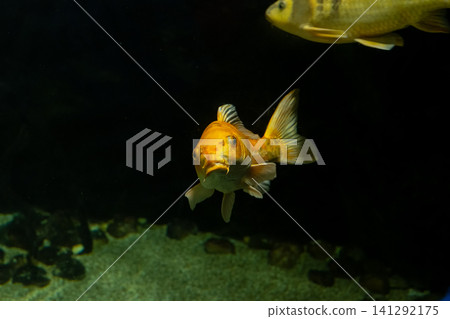 Golden Fish Swimming in Dark Aquarium Tank Golden Fish Swimming in Dark Aquarium Tank 141292175