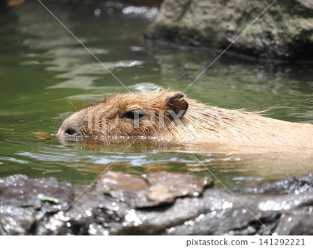Capybara bathing Capybara bathing 141292221