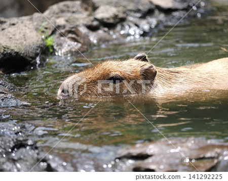 Capybara bathing Capybara bathing 141292225