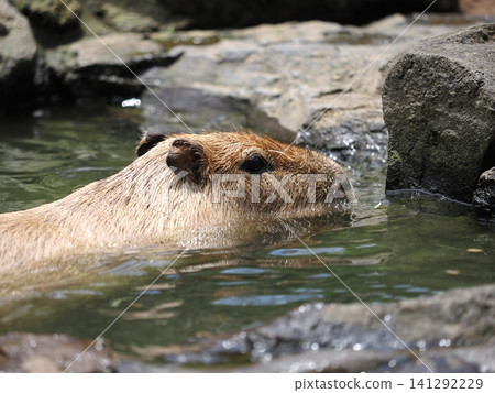 Capybara bathing Capybara bathing 141292229