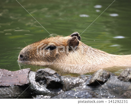 Capybara bathing Capybara bathing 141292231