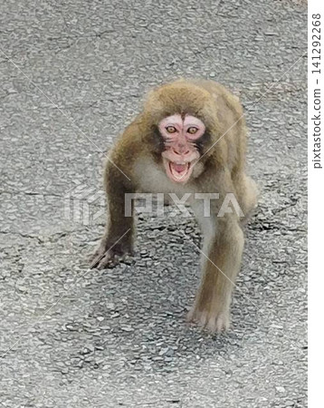 A threatening wild Japanese macaque A threatening wild Japanese macaque 141292268