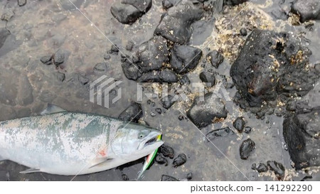 北海道捕獲的櫻鮭魚照片 北海道捕獲的櫻鮭魚照片 141292290