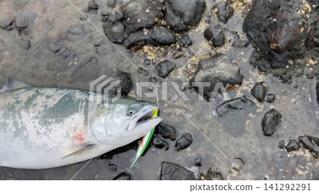 北海道捕獲的櫻鮭魚照片 北海道捕獲的櫻鮭魚照片 141292291