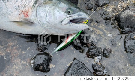 北海道捕獲的櫻鮭魚照片 北海道捕獲的櫻鮭魚照片 141292293