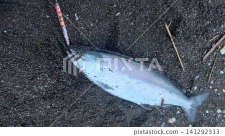 Photos of cherry salmon caught in Hokkaido Photos of cherry salmon caught in Hokkaido 141292313