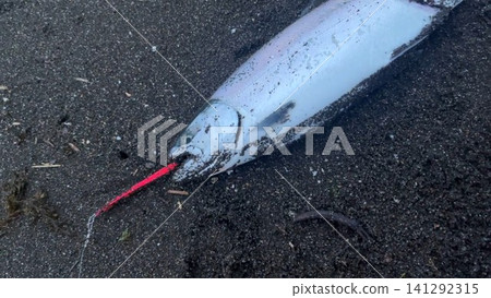 北海道捕獲的櫻鮭魚照片 141292315