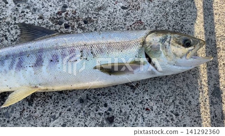 Photos of autumn salmon (Akiaji) caught in Hokkaido. Photos of autumn salmon (Akiaji) caught in Hokkaido. 141292360