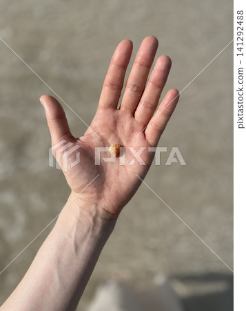 Small seashell resting in open human palm at the beach Small seashell resting in open human palm at the beach 141292488