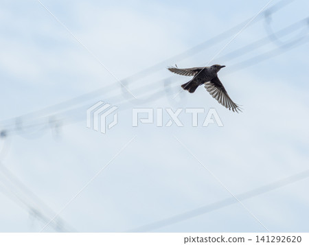 一隻雌性藍磯鶇在空中飛翔 一隻雌性藍磯鶇在空中飛翔 141292620