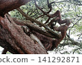 Looking up at the twisted trunk of a Japanese red pine tree at Enshoji Temple in Ina City, Nagano Prefecture. 141292871