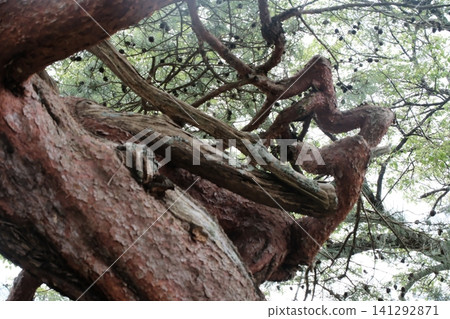 Looking up at the twisted trunk of a Japanese red pine tree at Enshoji Temple in Ina City, Nagano Prefecture. Looking up at the twisted trunk of a Japanese red pine tree at Enshoji Temple in Ina City, Nagano Prefecture. 141292871