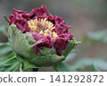 Peony flower buds blooming at Enshoji Temple in Ina City, Nagano Prefecture. 141292872