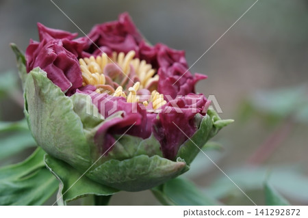 Peony flower buds blooming at Enshoji Temple in Ina City, Nagano Prefecture. Peony flower buds blooming at Enshoji Temple in Ina City, Nagano Prefecture. 141292872