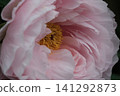 Pale pink peonies blooming at Enshoji Temple in Ina City, Nagano Prefecture. 141292873
