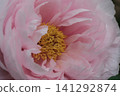 Pale pink peonies in full bloom at Enshoji Temple in Ina City, Nagano Prefecture. 141292874