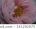 A close-up of pale pink peonies blooming at Enshoji Temple in Ina City, Nagano Prefecture. 141292875