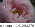 Elegant pale pink peonies blooming at Enshoji Temple in Ina City, Nagano Prefecture. 141292876