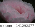 Pale pink peony petals blooming at Enshoji Temple in Ina City, Nagano Prefecture. 141292877