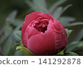 Deep red peony buds blooming at Enshoji Temple in Ina City, Nagano Prefecture. 141292878