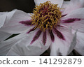 The center of a white peony flower blooming at Enshoji Temple in Ina City, Nagano Prefecture. 141292879