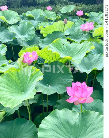 盛開的蓮花 盛開的蓮花 141293173