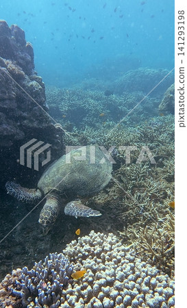 Critically endangered hawksbill sea turtle (Eretmochelys imbricata) exploring the seafloor amidst diverse coral colonies in hazy glittering water. Dauin, Philippines Critically endangered hawksbill sea turtle (Eretmochelys imbricata) exploring the seafloor amidst diverse coral colonies in hazy glittering water. Dauin, Philippines 141293198