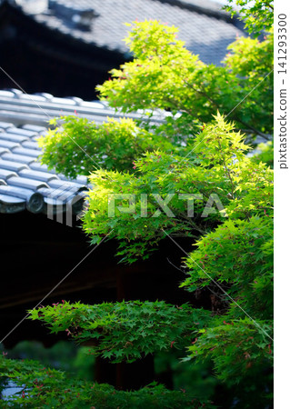 Fresh greenery at Tofuku-ji Temple in Kyoto Fresh greenery at Tofuku-ji Temple in Kyoto 141293300