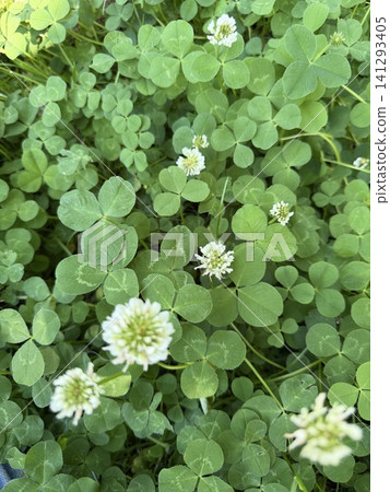 尋找四葉草 尋找四葉草 141293405