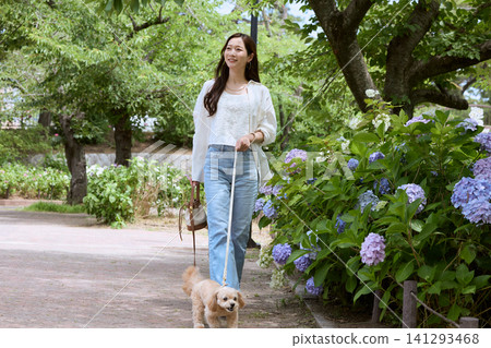 A young woman walking her small dog in a park where hydrangeas are in bloom. A young woman walking her small dog in a park where hydrangeas are in bloom. 141293468