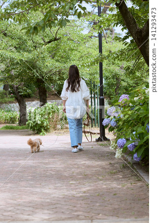 A young woman walking her small dog in a park where hydrangeas are in bloom. A young woman walking her small dog in a park where hydrangeas are in bloom. 141293473