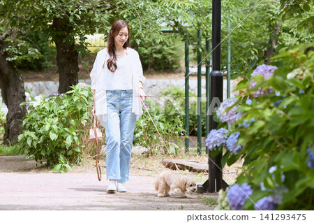 A young woman walking her small dog in a park where hydrangeas are in bloom. 141293475