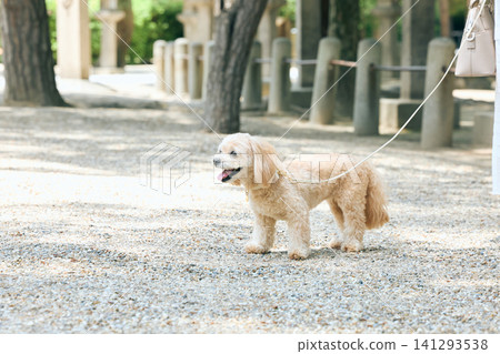 一隻小型玩具貴賓犬混種犬沿著通往神社的小路走著。 141293538